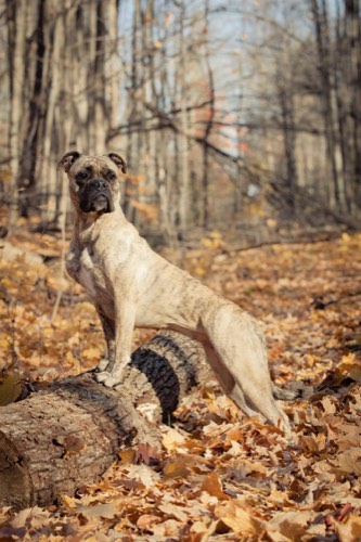 Leash Out Pet Photography — pet photography in Oakville (photo 3)