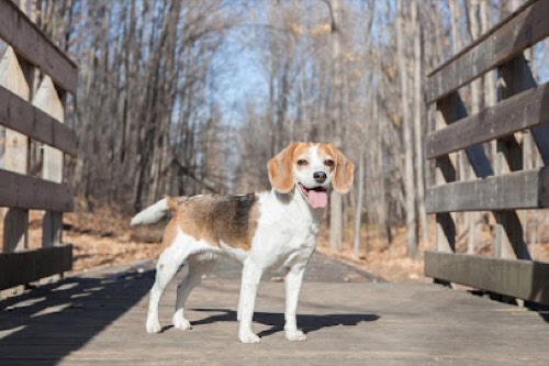 Leash Out Pet Photography — pet photography in Oakville