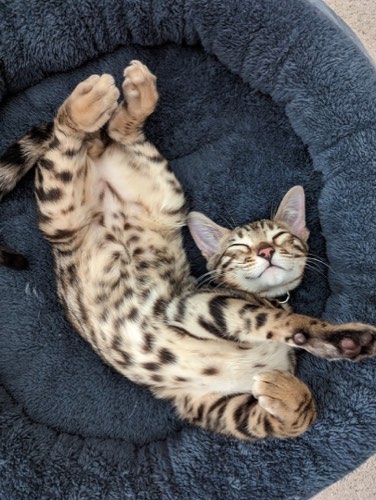 Derry Heights Animal Hospital — veterinary care in Milton (photo 2)