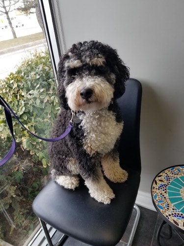 Paws with us pet grooming — pet grooming in Oakville (photo 2)