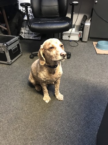 Paws with us pet grooming — pet grooming in Oakville (photo 3)