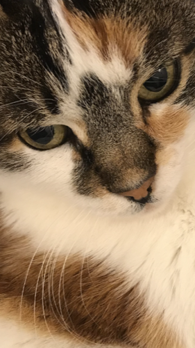 River Glen Veterinary Clinic — veterinary care in Oakville