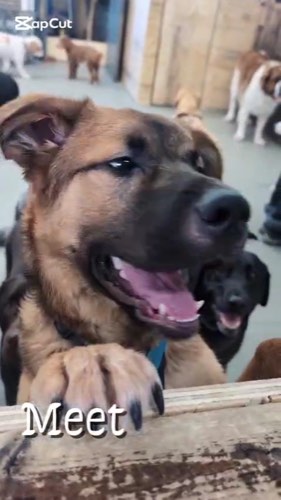Canine Crew Co. — pet daycare & boarding in Milton (photo 2)
