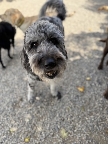 Canine Crew Co. — pet daycare & boarding in Milton (photo 3)