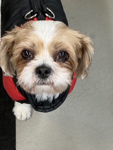 Canine Crew Co. — pet daycare & boarding in Milton