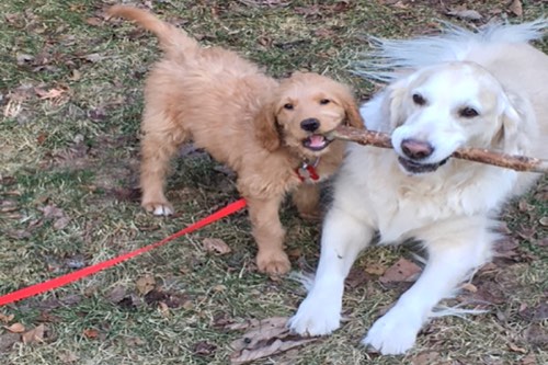 Pet Care by Untapped Resources — dog walking & pet sitting in Burlington (photo 2)