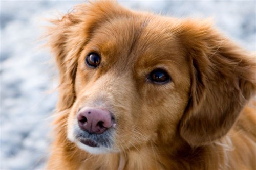 Pet Care by Untapped Resources — dog walking & pet sitting in Burlington (photo 3)
