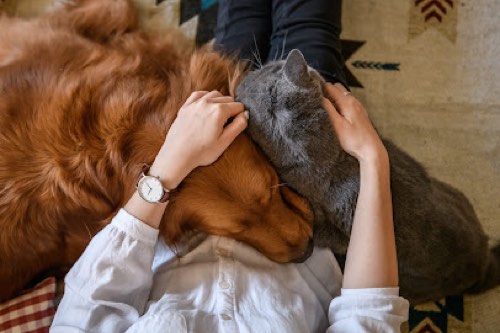 Pet Care by Untapped Resources — dog walking & pet sitting in Burlington