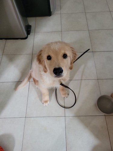 Kindness First K9's — dog training in Oakville (photo 2)