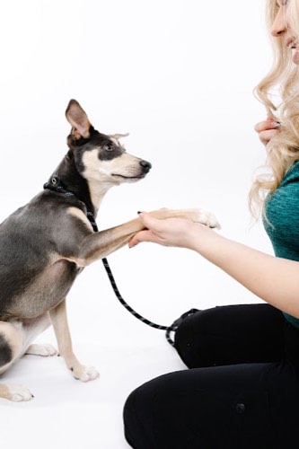 Kindness First K9's — dog training in Oakville