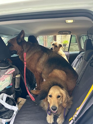 Leashed With Lexy — dog walking & pet sitting in Burlington (photo 2)