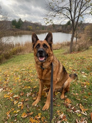 Leashed With Lexy — dog walking & pet sitting in Burlington (photo 3)
