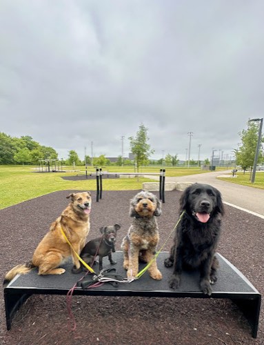 Leashed With Lexy — dog walking & pet sitting in Burlington