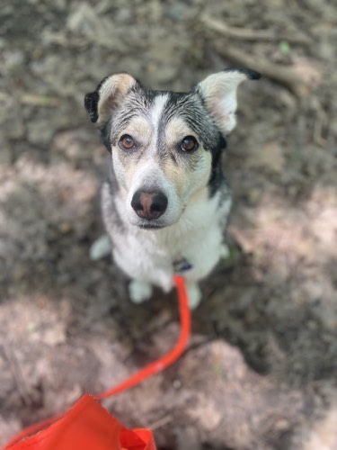 Wag With Me — dog training in Oakville (photo 2)