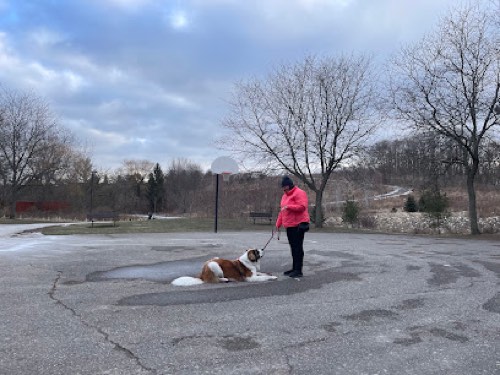 Wag With Me — dog training in Oakville
