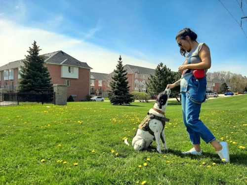 Barking Tree Dog Training — dog training in Burlington (photo 2)