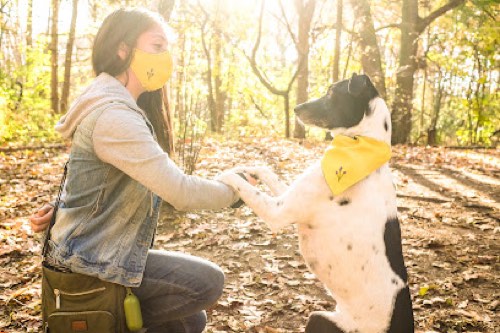 Barking Tree Dog Training — dog training in Burlington