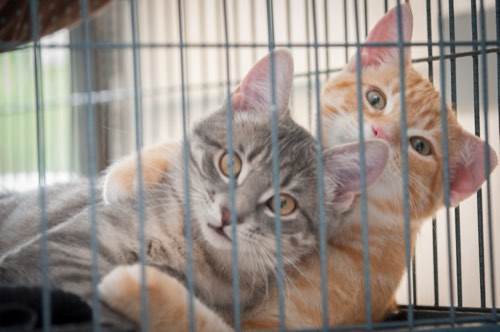 Bronte Road Animal Hospital — veterinary care in Oakville (photo 2)