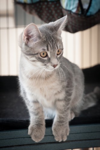Bronte Road Animal Hospital — veterinary care in Oakville (photo 3)