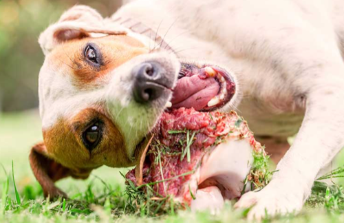Call of the Wild - Raw & Natural Pet Food — pet store in Burlington (photo 3)
