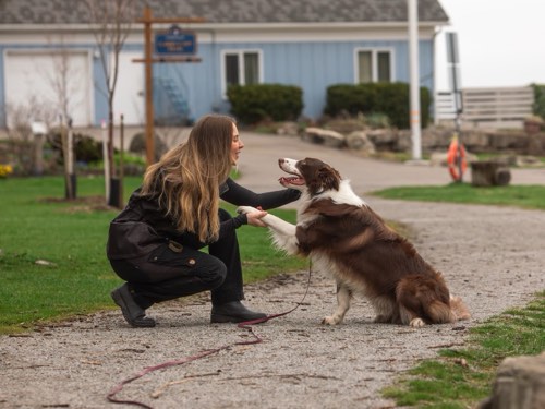Lakeshore Canine — dog training in Oakville (photo 3)