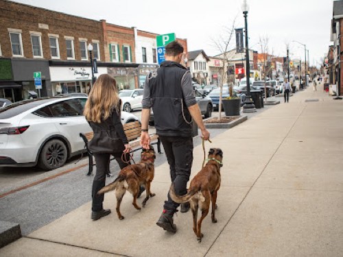 Lakeshore Canine — dog training in Oakville