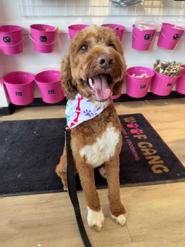 Woof Gang Bakery & Grooming Oakville West — pet grooming in Oakville (photo 2)