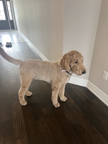 Woof Gang Bakery & Grooming Oakville West — pet grooming in Oakville (photo 3)
