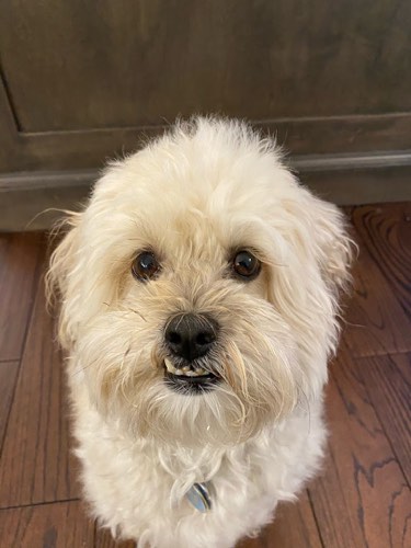 Oakpark Pet Hospital — veterinary care in Oakville (photo 3)