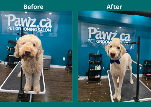 Pawz Pet Grooming Milton — pet grooming in Milton (photo 3)