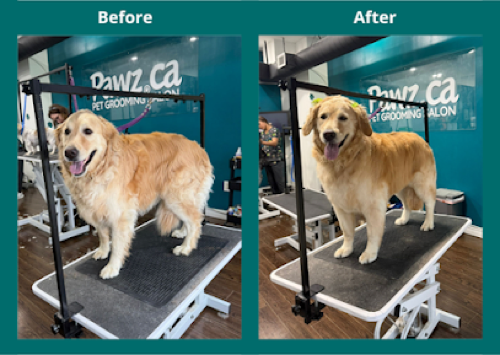 Pawz Pet Grooming Milton — pet grooming in Milton