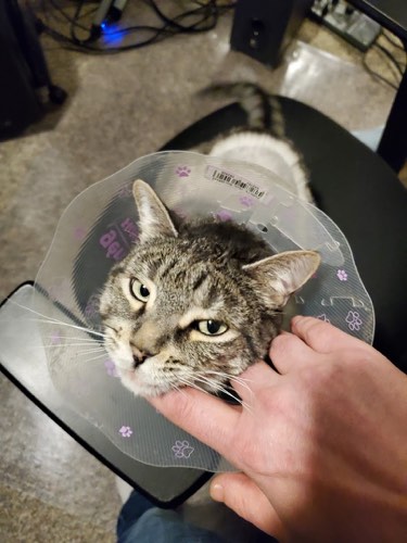 Nelson Animal Hospital — veterinary care in Burlington (photo 2)
